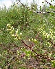 lonicera subspicata var. denudata